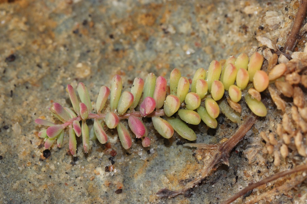 Suaeda vermiculata Forssk. ex J.F.Gmel.